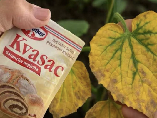 EVO kako SUVI KVASAC i mrtve biljke vraća u život! Ovo vam niko neće reći!