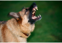 Šta da radite ako vas napadne krvoločan i besan pas, a šta ako ste sa ljubimcem: Detaljno uputstvo kako se ponašati