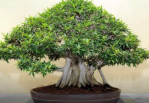 OVA BILJKA UKLANJA OTROVE IZ DOMA! Pročišćava vazduh, upija toksine, podiže nivo kiseonika