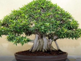 OVA BILJKA UKLANJA OTROVE IZ DOMA! Pročišćava vazduh, upija toksine, podiže nivo kiseonika