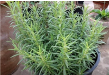 Ruzmarin i mačka u kući: Odmah na ovo obratite pažnju