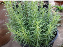 Ruzmarin i mačka u kući: Odmah na ovo obratite pažnju