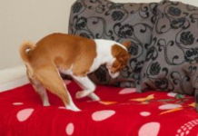 Zašto pas kopa po krevetu? Obavezan ritual vašeg ljubimca može da vam otkrije problem