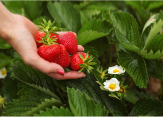 OVIM đubrivom prihranite jagode na početku marta za obilje krupnih plodova