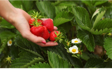 OVIM đubrivom prihranite jagode na početku marta za obilje krupnih plodova