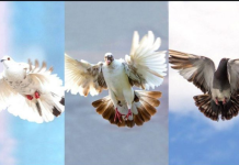 TEST: Odaberi jednog goluba i saznaj kakvu poruku ti nose naredna 3 dana