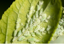 Uklonite lisne vaši iz vrta: Ovi jednostavni trikovi štite biljke od ozbiljne štete