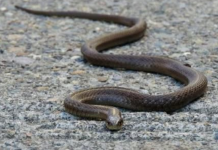 Evo čega se zmije najviše plaše: Ovo stavite u dvorište na proljeće i zaštitite kuću