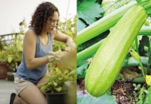 Tikvice najbolje uspijevaju kada se posade u kante ili saksije: Evo kako da ih gajite na balkonu