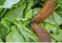 Posadite 1 cvijet u baštu i puževi će nestati: Baštovani otkrivaju kako se riješiti štetočina