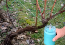 4 stvari koje morate uraditi prije nego što se loza probudi – za bogatu berbu