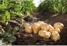 Rani uzgoj krompira – TRIKOVI za veći i raniji prinos!