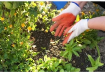 Zakopajte samo mrvicu ovoga na dno saksije kada sadite cvijeće, cvjetaće kao nikad ranije!