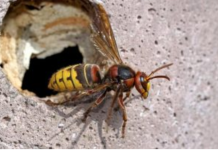 AKO VAS UBODE STRŠLJEN: Da biste spasili sebi život i izbjegli alergijske reakcije – EVO ŠTA ODMAH MORATE URADITI