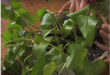 AKO I VI OVO RADITE SA SOBNIM BILJKAMA, ODMAH PRESTANITE: 5 grešaka koje skoro svi prave a “smrt” su za cveće u kući!