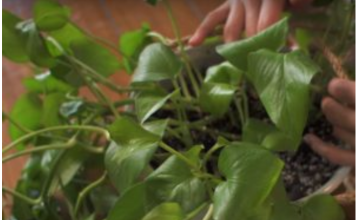 AKO I VI OVO RADITE SA SOBNIM BILJKAMA, ODMAH PRESTANITE: 5 grešaka koje skoro svi prave a “smrt” su za cveće u kući!