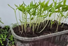 OPREZ! Spriječite da rasad postane izdužen (mlitav) uz ove jednostavne trikove!