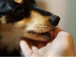 Šta znači ako vam pas liže ruku: Mnogi misle da tako iskazuje ljubav, ali to je velika greška , evo šta time poručuje