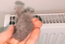 EVO KAKO DA OČISTITE RADIJATORE ZA MINUTU: Bolju foru niste vidjeli, kako se niko ranije nije sjeo ovoga?!