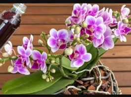 1 šolja mjesečno, pa čak i suvi panj će biti obasuti CVIJEĆEM: Moja orhideja cvjeta NON-STOP cijele godine!