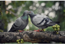 Golubovi ne podnose ovaj prizor: Prestat će se zadržavati na balkonu i prozorskoj dasci uz ovaj trik
