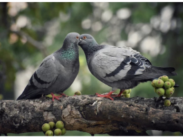 Golubovi ne podnose ovaj prizor: Prestat će se zadržavati na balkonu i prozorskoj dasci uz ovaj trik