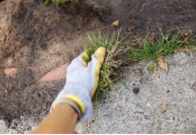 Zaboravite čupanje korova: Pospite ovo iz kuhinje i nestaje skoro odmah