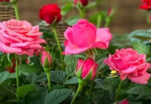 Bujaju kao iz vode i ne razbolijevaju se: Ako ovo uradite do 11 sati, ruže će cvjetati kao lude