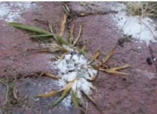 Prestanite ČUPATI korov rukama, nema razloga za to: Moram podijeliti ovaj kućni trik!