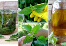Domaće ulje od mlade koprive: Evo kako ga spremiti i za šta je sve izvrsno kao lijek!