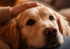 Nije slučajno: Šta vam pas želi poručiti kada vam stavi glavu u krilo?