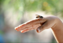 UBOD STRŠLJENA MOŽE BITI SMRTONOSAN: Evo kako da spasite život sebi ili nekom drugom, važno je reagovati odmah