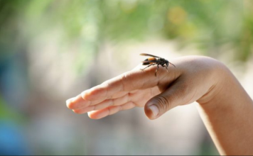 UBOD STRŠLJENA MOŽE BITI SMRTONOSAN: Evo kako da spasite život sebi ili nekom drugom, važno je reagovati odmah