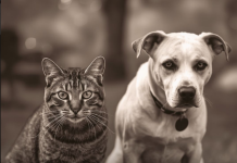 Mačke osjete kad vam dolazi bolest, a psi kad vam dolazi loša osoba: Evo kako životinje skeniraju energiju