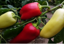 Samo rijetki znaju ovu caku: Zalijte mlade paprike ovim rastvorom i rodiće kao nikad prije!