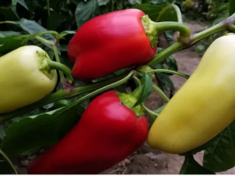 Samo rijetki znaju ovu caku: Zalijte mlade paprike ovim rastvorom i rodiće kao nikad prije!