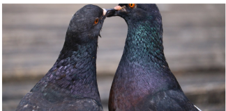 Otjerajte golubove sa balkona uz ovaj predmet, svi ga imamo kod kuće