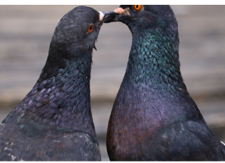 Otjerajte golubove sa balkona uz ovaj predmet, svi ga imamo kod kuće