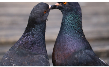 Otjerajte golubove sa balkona uz ovaj predmet, svi ga imamo kod kuće
