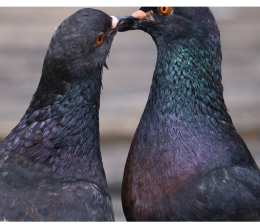 Otjerajte golubove sa balkona uz ovaj predmet, svi ga imamo kod kuće