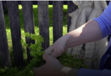 Prije 6. maja obavezno unesite ovu biljku u kuću: Tjera baksuz i privlači sreću