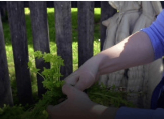 Prije 6. maja obavezno unesite ovu biljku u kuću: Tjera baksuz i privlači sreću