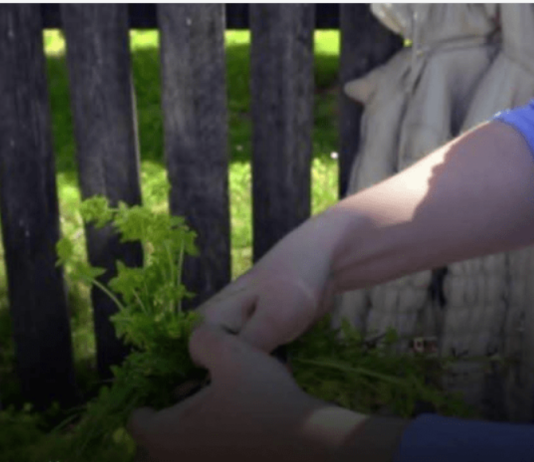 Prije 6. maja obavezno unesite ovu biljku u kuću: Tjera baksuz i privlači sreću