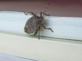 Smrdibube ne podnose miris jedne biljke: Nabavite je i više ih nećete vidjeti, BJEŽAĆE KA0 LUDE