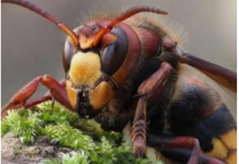 Zasadite ovu biljku blizu terase i nećete vidjeti ose i stršljene: Od njenog mirisa bježe kao ludi