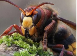 Zasadite ovu biljku blizu terase i nećete vidjeti ose i stršljene: Od njenog mirisa bježe kao ludi