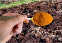 1 KAŠIKA zamjenjuje tonu stajnjaka: Posipam njome cijelu baštu, onda samo imam vremena da uberem toliko!