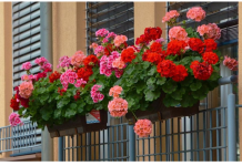 Posadi ovo pored pelargonija: Imat ćeš slapove cvijeća tokom cijelog ljeta