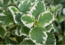 Svaka žena treba da je zasadi: Veruje se da ova biljka čuva kuću od zla i donosi mir