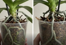 Samo voda nije dovoljna: Dodajte ovo u saksiju i orhideje će bujati kao lude…